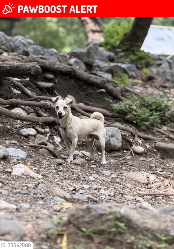 Lost Male Dog last seen Calle Huizache y calle limon, Ciudad Victoria, Tamps. 87078