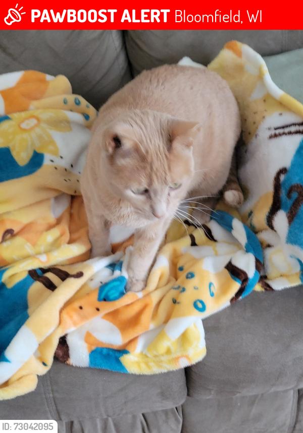 Lost Female Cat last seen Lakeshore drive. and Clover rd., Bloomfield, WI 53128