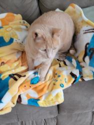 Lost Female Cat last seen Lakeshore drive. and Clover rd., Bloomfield, WI 53128