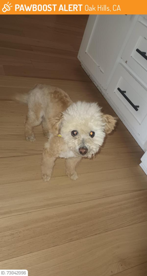 Found/Stray Female Dog last seen Smoke Tree and Coleridge Rd. Oak Hills, CA, Oak Hills, CA 92344