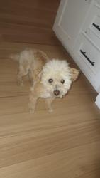 Found/Stray Female Dog last seen Smoke Tree and Coleridge Rd. Oak Hills, CA, Oak Hills, CA 92344