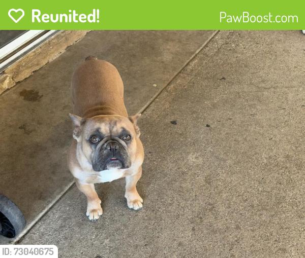 Reunited Male Dog last seen Steamer Ln and Wilson, Perris, CA 92571