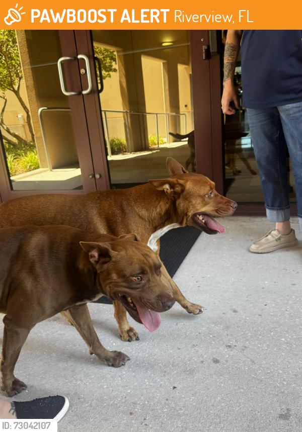 Found/Stray Unknown Dog last seen Chadwell supply, Riverview, FL 33602