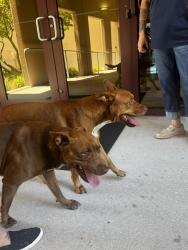 Found/Stray Unknown Dog last seen Chadwell supply, Riverview, FL 33602