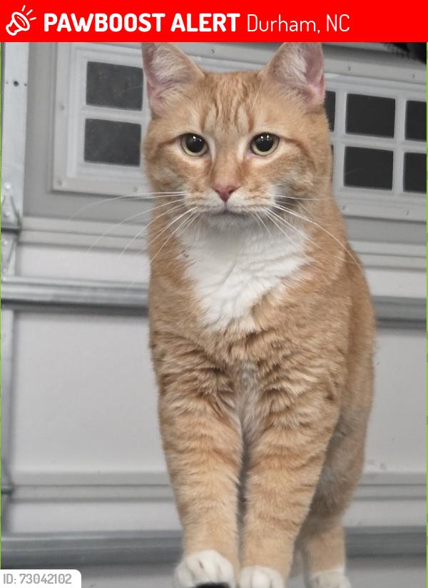 Lost Female Cat last seen Tredenham Neighborhood, Durham, NC 27703