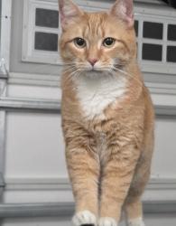Lost Female Cat last seen Tredenham Neighborhood, Durham, NC 27703