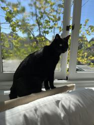 Lost Female Cat last seen Thornhill, Oakland, CA 94611