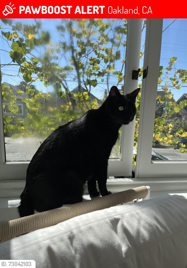 Lost Female Cat last seen Thornhill, Oakland, CA 94611