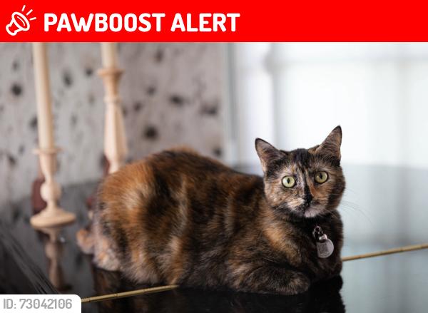 Lost Female Cat last seen Redondo Avenue + 10th Street , Manhattan Beach, CA 90266