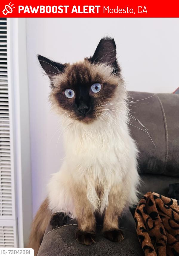 Lost Female Cat last seen E Coolidge Ave, Modesto, CA 95355