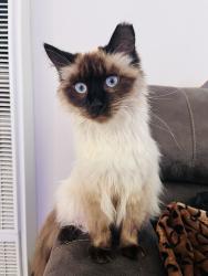 Lost Female Cat last seen E Coolidge Ave, Modesto, CA 95355