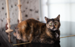 Lost Female Cat last seen Redondo Avenue + 10th Street , Manhattan Beach, CA 90266
