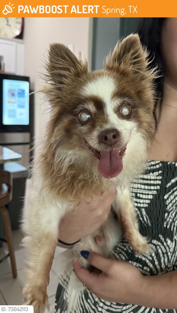 Found/Stray Male Dog last seen By the stop sign near the gas station, Spring, TX 77373