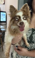 Found/Stray Male Dog last seen By the stop sign near the gas station, Spring, TX 77373