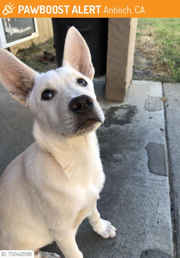 Found/Stray Female Dog last seen Near gentry town drive , Antioch, CA 94509