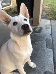Found/Stray Female Dog last seen Near gentry town drive , Antioch, CA 94509