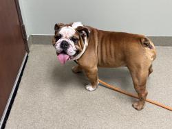Lost Male Dog last seen Pine Haven Margroll Subdivision, Statesville, NC 28677