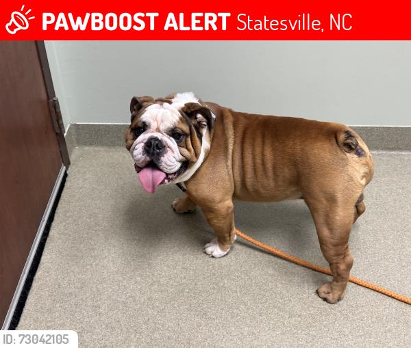 Lost Male Dog last seen Pine Haven Margroll Subdivision, Statesville, NC 28677