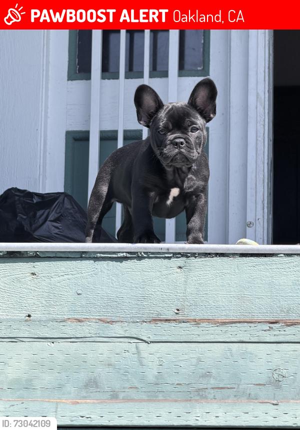 Lost Male Dog last seen Emeryville , Oakland, CA 94608