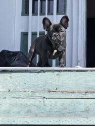 Lost Male Dog last seen Emeryville , Oakland, CA 94608