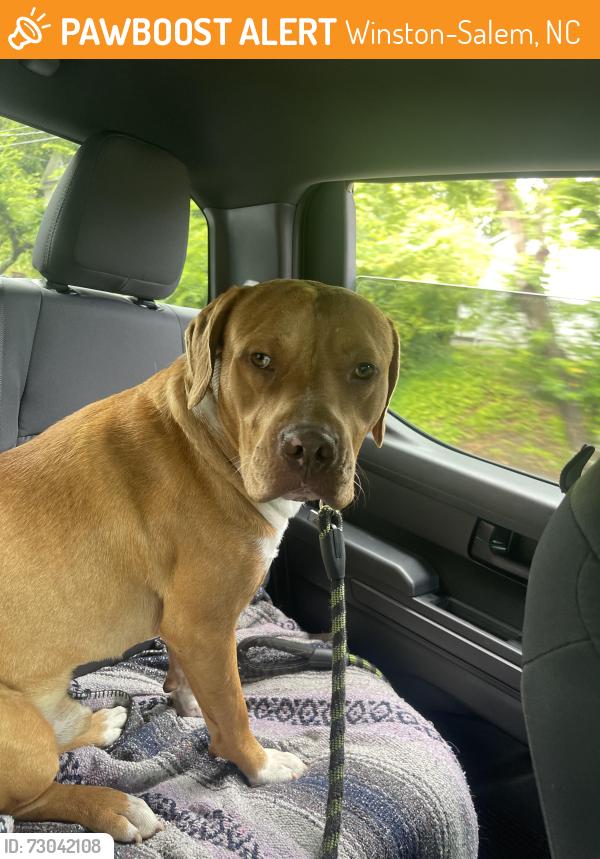 Found/Stray Male Dog last seen Acadia main st, Winston-Salem, NC 27127