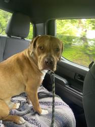 Found/Stray Male Dog last seen Acadia main st, Winston-Salem, NC 27127