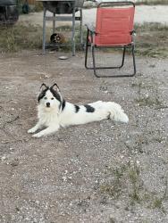 Lost Female Dog last seen Ann & Torrey Pines, Las Vegas, NV 89130