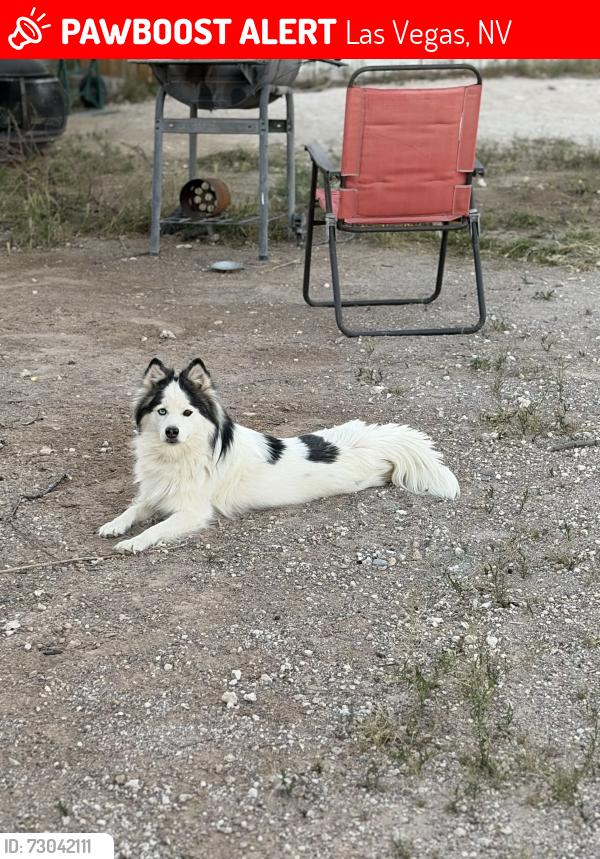 Lost Female Dog last seen Ann & Torrey Pines, Las Vegas, NV 89130