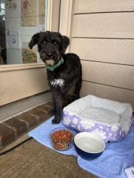 Found/Stray Female Dog last seen Princewood, Denton, TX 76207