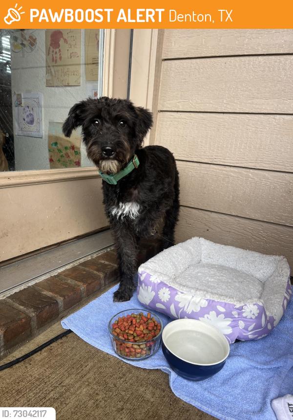 Found/Stray Female Dog last seen Princewood, Denton, TX 76207