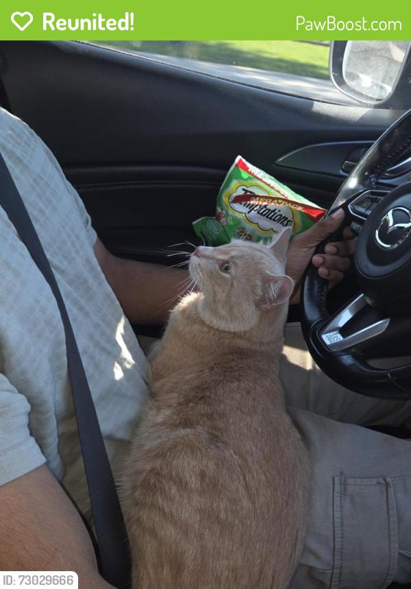 Reunited Male Cat last seen Kennedy road at shopsshere dr, Toronto, ON M1P 1Z9