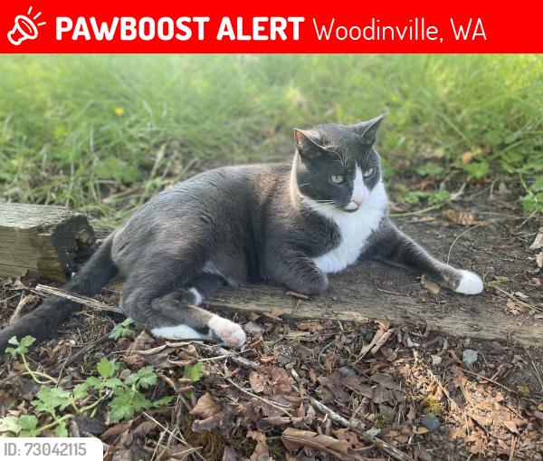 Lost Male Cat last seen Little Bear Creek Rd & Maltby, Woodinville, WA 98072