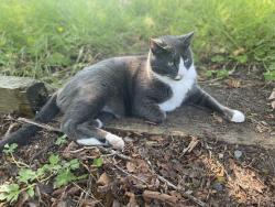 Lost Male Cat last seen Little Bear Creek Rd & Maltby, Woodinville, WA 98072