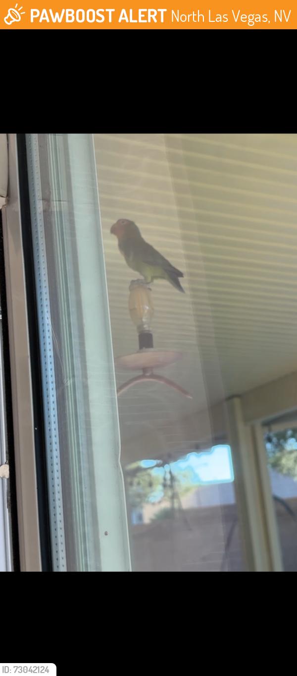 Found/Stray Unknown Bird last seen Deer springs and gliding Eagle, North Las Vegas, NV 89084