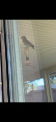 Found/Stray Unknown Bird last seen Deer springs and gliding Eagle, North Las Vegas, NV 89084