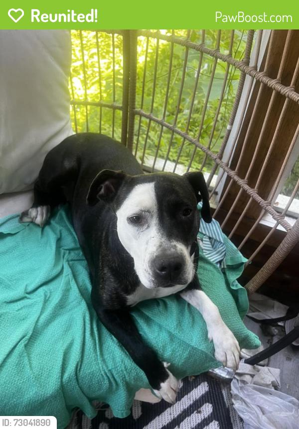Reunited Female Dog last seen Leacrest and Riddle Rds, Hamilton County, OH 45215