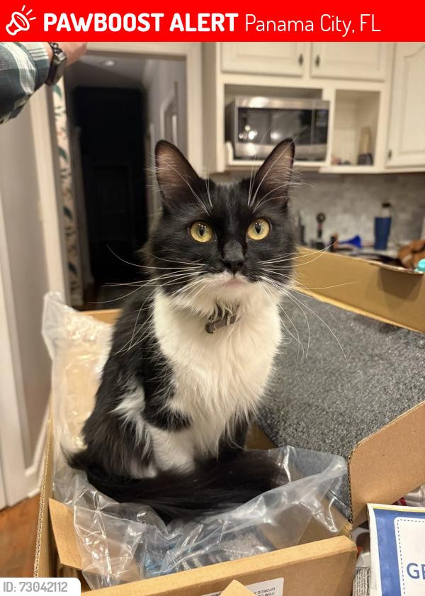 Lost Female Cat last seen Cato Rd/Riverside Community/Grady rd, Panama City, FL 32404