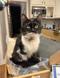 Lost Female Cat last seen Cato Rd/Riverside Community/Grady rd, Panama City, FL 32404
