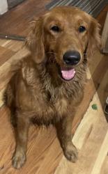 Found/Stray Female Dog last seen Quill and broadview, San Antonio, TX 78228