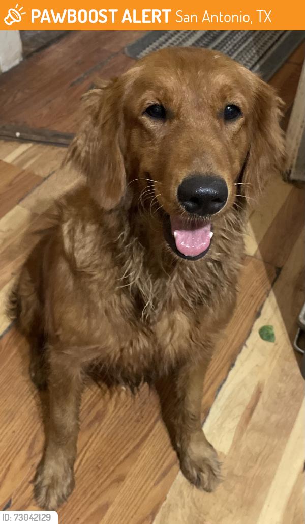 Found/Stray Female Dog last seen Quill and broadview, San Antonio, TX 78228