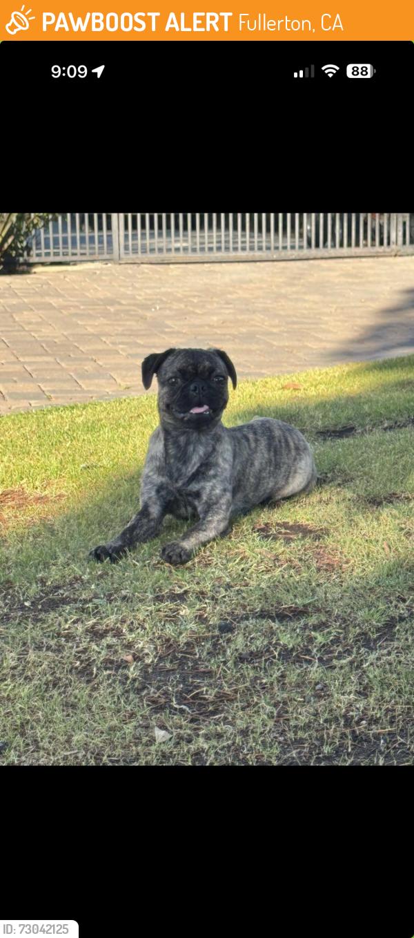 Found/Stray Female Dog last seen Hermosa and Harbor , Fullerton, CA 92835