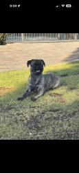 Found/Stray Female Dog last seen Hermosa and Harbor , Fullerton, CA 92835