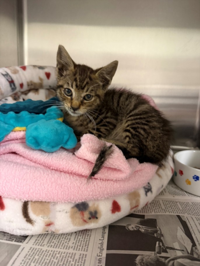 Shelter Stray Male Cat last seen , 16 Barnes Ct, Hayward, CA 94544, USA