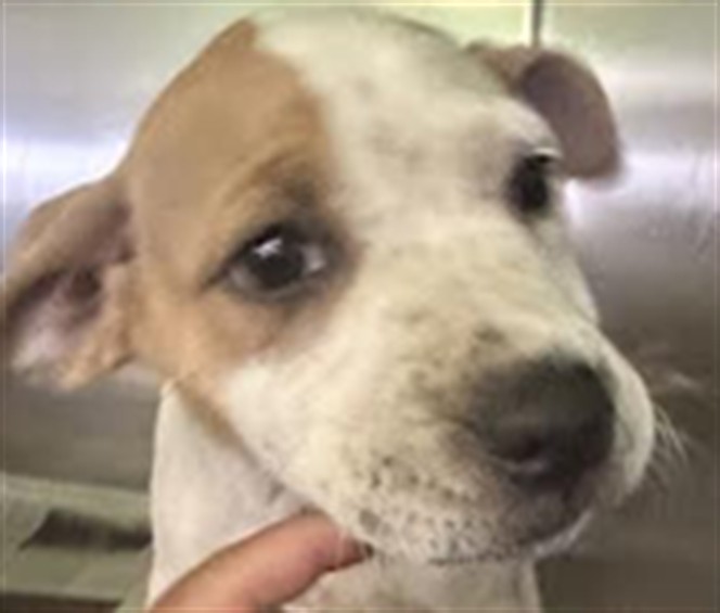 Shelter Stray Female Dog last seen , 1850 W 60th St, Los Angeles, CA 90047, USA