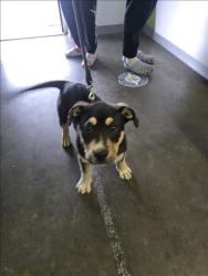 Shelter Stray Male Dog last seen , 1850 W 60th St, Los Angeles, CA 90047, USA