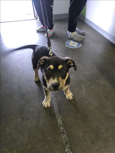 Shelter Stray Male Dog last seen , 1850 W 60th St, Los Angeles, CA 90047, USA