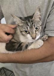 Shelter Stray Female Cat last seen , 1850 W 60th St, Los Angeles, CA 90047, USA
