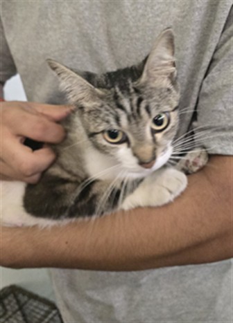 Shelter Stray Female Cat last seen , 1850 W 60th St, Los Angeles, CA 90047, USA