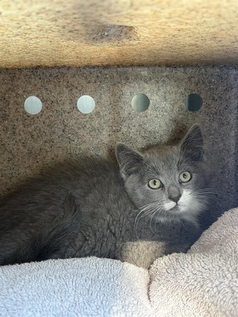 Shelter Stray Female Cat last seen Near BLOCK S COUNTRY HILLS DR, TAYLORSVILLE UT 84129, 4522 W 3500 S, West Valley City, UT 84120, USA