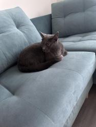 Lost Male Cat last seen Romford, Greater London, England RM1 4SD